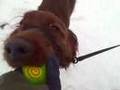 Little Red Wolf: fun at teh park
