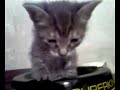 Little Gray Tabby Kitten