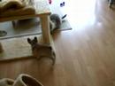 Franse Bulldog Arlon en Pompel Franse Bulldog Arlon en Pompel