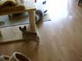 Franse Bulldog Arlon en Pompel