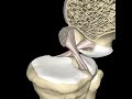 Stabilizing role of the posterior cruciate ligament