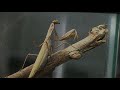 the mantid movie