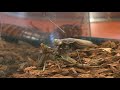 The Mantid Movie