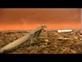 the mantid movie