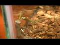 The Mantid Movie