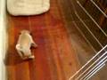 videos de 8/29/2008 Bella's First Visit with Jack, Charlie & Oliver !