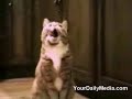 Cat Talking