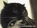 Cat Talking