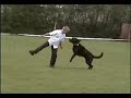 massy & bobby dog dancing