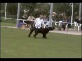 massy & bobby dog dancing