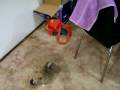 videos de Buffy the Maltipom