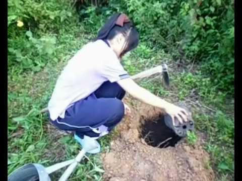 how to fertilize coconut trees