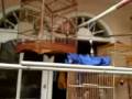 CUCAK RAWA OR STRAW HEADED BULBUL SHOW ROOM ( www cucakrowosafrudin wordpress com ) from Indonesia