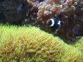 videos de StevieT's Red Sea Max, Jan. 2009