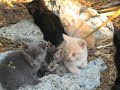 Cute Cats and Kittens from Around the World Cute Cats and Kittens from Around the World