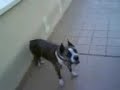 timba cogelo