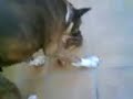 timba cogelo