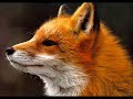 Nature & Slavic Paganism