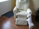 bichon-frise-viivi-leikkii-helikopterilla-osa-3.html