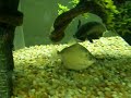 Black Ghost Knifefish and Friends 2