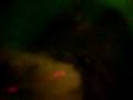 videos de Cute Hamster bathing