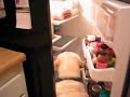 great-dane-and-yellow-lab-tug-on-rope.html