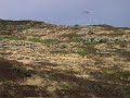 Save Ka Iwi Hillside -- No Cabins! Save Ka Iwi Hillside -- No Cabins!