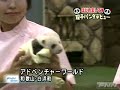 baby pandas
