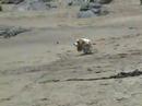 Telmo en Papudo Beach
