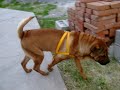 Sharpei + Chow chow = Karlota