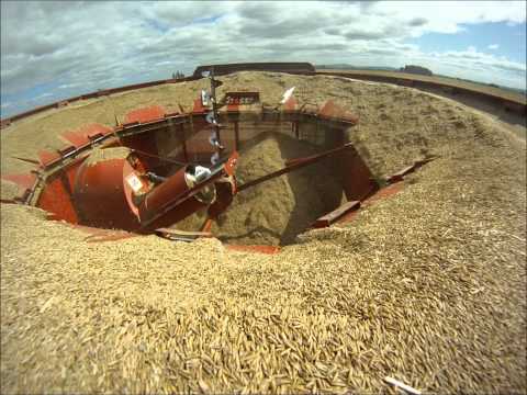 Tall fescue seed harvest 2012 in Oregon.