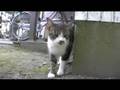 神社の猫2