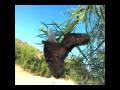 Queens Mating - Sonoran Desert Magical Moment II