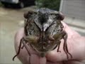 Attack of the evil locust!!