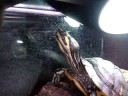 I don't have this turtle at home anymore. Too bad, she was really dosile. She's really not afraid of either me or the cam:)