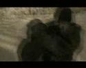 MAXIM ROZAN singer ?????? ????? ????? MAXIM ROZAN singer ?????? ????? ?????