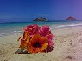 Hibiscus Bouquet in Hawaii Hibiscus Bouquet in Hawaii