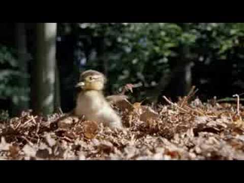 Earth Movie Trailer