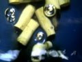 Aquaponics Micks fish powered barrel garden