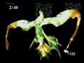 Final Fantasy VIII - Odin + Zantetsuken