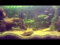 Ultra-Knorke!!! mein Aquarium
