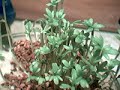 Cress 2 : Cress Hammer