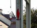 Sept 7 2007 Hummingbirds are beginning to Swarm Sept 7 2007 Hummingbirds are beginning to Swarm