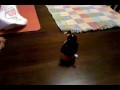 penguin,poop,toy