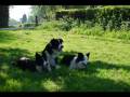 Reefs Dog walk training