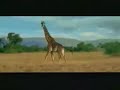 Un antilope escapando de leones