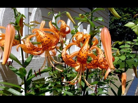 how to replant tiger lilies