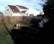 Antiguo Perro Pastor Inglés video