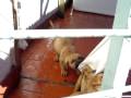 videos de Camada tosa inu 08