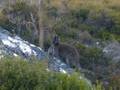 videos de Kangaroo